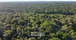 Fazenda à Venda 4.556 Hectares Crédito de Carbono e Investimento Ambiental | Apiacas/ MT