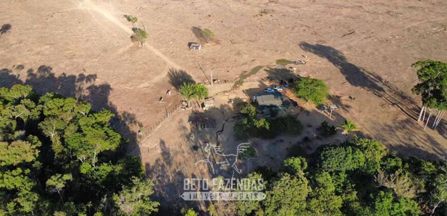 Fazenda à Venda 4.556 Hectares Crédito de Carbono e Investimento Ambiental | Apiacas/ MT
