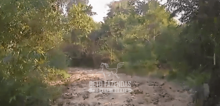 Fazenda à Venda 4.556 Hectares Crédito de Carbono e Investimento Ambiental | Apiacas/ MT