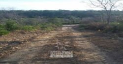 Fazenda à Venda 7.000 Hectares Lavoura Pecuária Reflorestamento | Pilão Arcado/BA