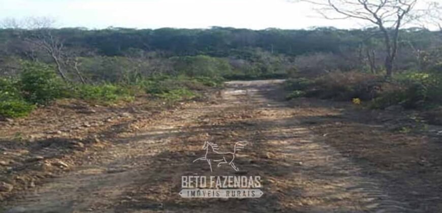 Fazenda à Venda 7.000 Hectares Lavoura Pecuária Reflorestamento | Pilão Arcado/BA