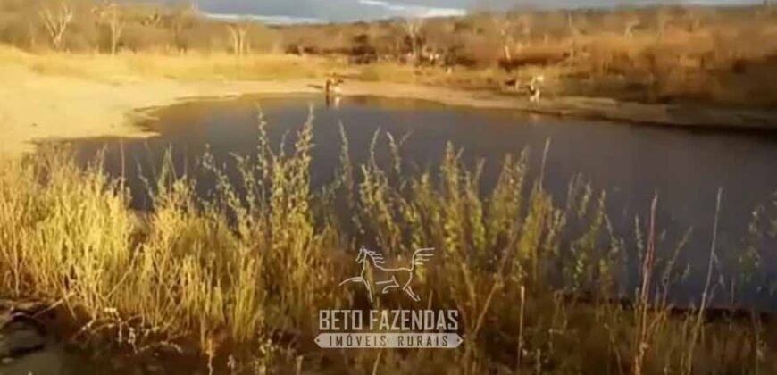 Fazenda à Venda 7.000 Hectares Lavoura Pecuária Reflorestamento | Pilão Arcado/BA