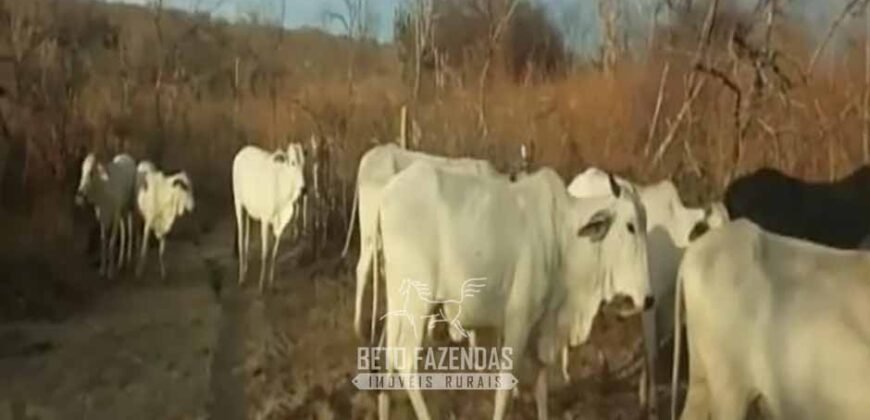 Fazenda à Venda 7.000 Hectares Lavoura Pecuária Reflorestamento | Pilão Arcado/BA