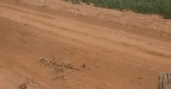 Fazenda à Venda 6.539 Hectares Potencial Agrícola e Rucursos Hídricos | Riachão das Neves/BA