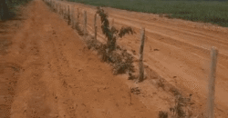 Fazenda à Venda 6.539 Hectares Potencial Agrícola e Rucursos Hídricos | Riachão das Neves/BA