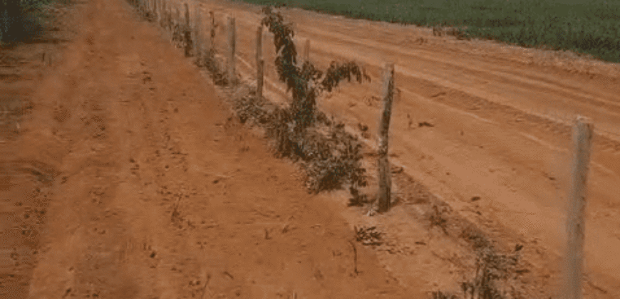 Fazenda à Venda 6.539 Hectares Potencial Agrícola e Rucursos Hídricos | Riachão das Neves/BA