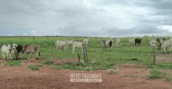 Fazenda à Venda 12.000 Hectares Dupla Aptidão Excelente Oportunidade | Colinas do Tocantins/TO