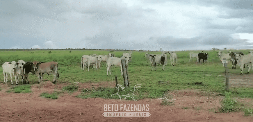 Fazenda à Venda 12.000 Hectares Dupla Aptidão Excelente Oportunidade | Colinas do Tocantins/TO
