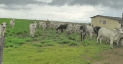 Fazenda à Venda 12.000 Hectares Dupla Aptidão Excelente Oportunidade | Colinas do Tocantins/TO