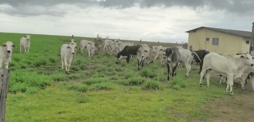 Fazenda à Venda 12.000 Hectares Dupla Aptidão Excelente Oportunidade | Colinas do Tocantins/TO
