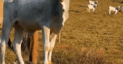 Venda de Fazenda 362 Hectares Produtiva Turística Lazer e Pecuária | Santa Maria Madalena/RJ