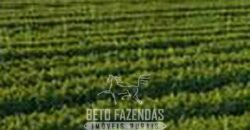 Fazenda de Soja à Venda 62.000 hectares no Coração do Matopiba Baixa Grande do Ribeiro/ PI Fazenda de Soja à Venda 62.000 hectares no Coração do Matopiba Baixa Grande do Ribeiro/ PI