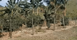 Fazenda à Venda 194 Hectares com Curral e Pastos p/ Pecuária | Trajano de Morais/RJ