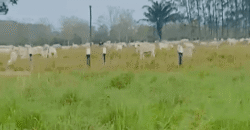 Fazenda à Venda 6.872 Hectares Total Infraestrutura para Agronegócio Pecuária | Tucuruí/ PA