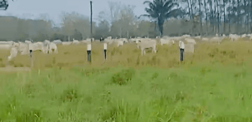 Fazenda à Venda 6.872 Hectares Total Infraestrutura para Agronegócio Pecuária | Tucuruí/ PA