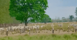 Fazenda à Venda 6.872 Hectares Total Infraestrutura para Agronegócio Pecuária | Tucuruí/ PA