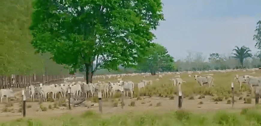 Fazenda à Venda 6.872 Hectares Total Infraestrutura para Agronegócio Pecuária | Tucuruí/ PA