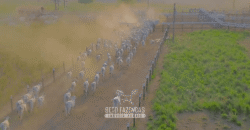 Fazenda à Venda 6.872 Hectares Total Infraestrutura para Agronegócio Pecuária | Tucuruí/ PA