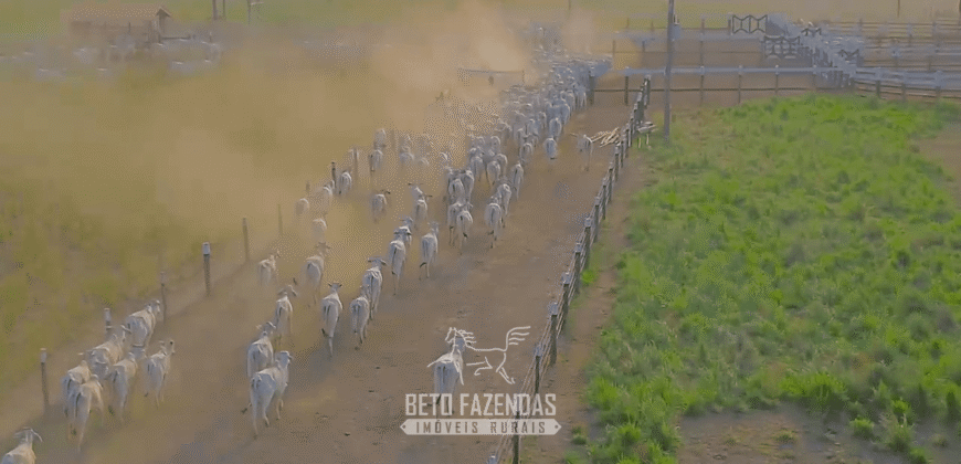 Fazenda à Venda 6.872 Hectares Total Infraestrutura para Agronegócio Pecuária | Tucuruí/ PA