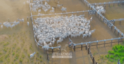 Fazenda à Venda 6.872 Hectares Total Infraestrutura para Agronegócio Pecuária | Tucuruí/ PA