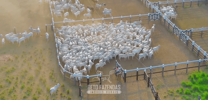 Fazenda à Venda 6.872 Hectares Total Infraestrutura para Agronegócio Pecuária | Tucuruí/ PA