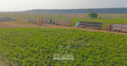 Fazenda à Venda 6.872 Hectares Total Infraestrutura para Agronegócio Pecuária | Tucuruí/ PA