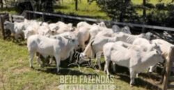 Fazenda Completa à Venda 2.500 Hectares Pecuária Toda Infraestrutura | Cocalinho/MT