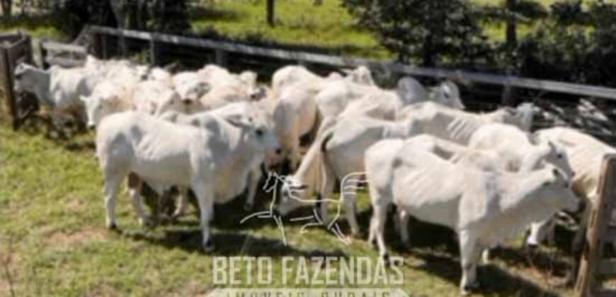 Fazenda Completa à Venda 2.500 Hectares Pecuária Toda Infraestrutura | Cocalinho/MT