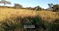 Fazenda Completa à Venda 2.500 Hectares Pecuária Toda Infraestrutura | Cocalinho/MT