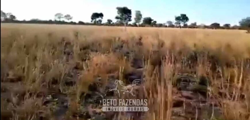 Fazenda Completa à Venda 2.500 Hectares Pecuária Toda Infraestrutura | Cocalinho/MT