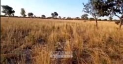 Fazenda Completa à Venda 2.500 Hectares Pecuária Toda Infraestrutura | Cocalinho/MT