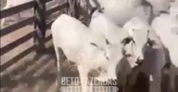 Fazenda Completa à Venda 2.500 Hectares Pecuária Toda Infraestrutura | Cocalinho/MT