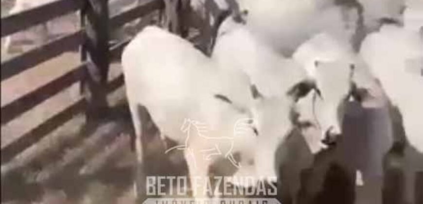 Fazenda Completa à Venda 2.500 Hectares Pecuária Toda Infraestrutura | Cocalinho/MT