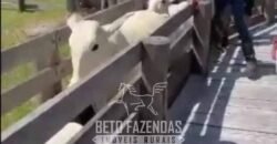 Fazenda Completa à Venda 2.500 Hectares Pecuária Toda Infraestrutura | Cocalinho/MT