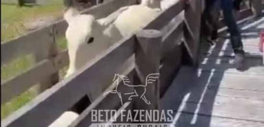 Fazenda Completa à Venda 2.500 Hectares Pecuária Toda Infraestrutura | Cocalinho/MT