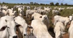 Fazenda Completa à Venda 2.500 Hectares Pecuária Toda Infraestrutura | Cocalinho/MT