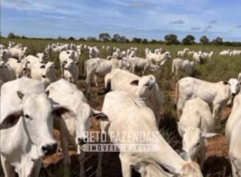 Fazenda Completa à Venda 2.500 Hectares Pecuária Toda Infraestrutura | Cocalinho/MT