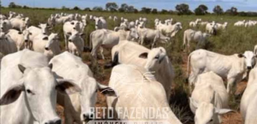 Fazenda Completa à Venda 2.500 Hectares Pecuária Toda Infraestrutura | Cocalinho/MT
