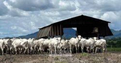 Fazenda à Venda 10.436 hectares Aptidão Produtiva c/ Pecuária Lavoura Piscicultura | Região Roraima