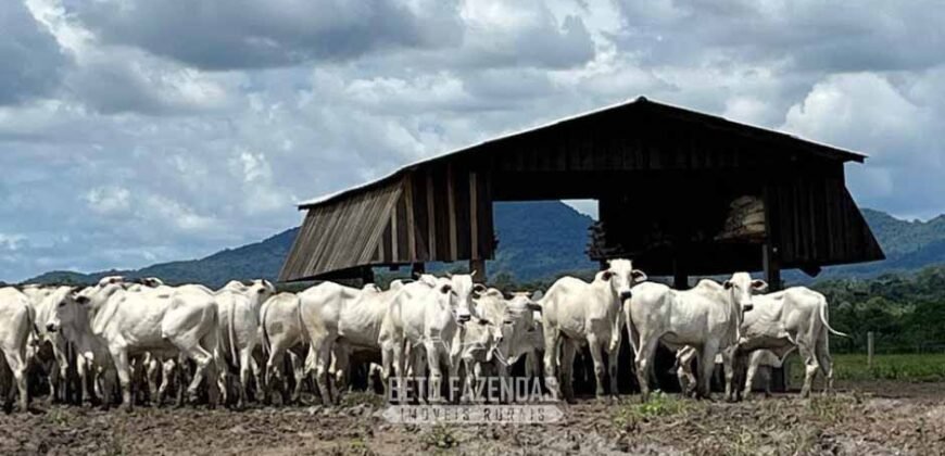 Fazenda à Venda 10.436 hectares Aptidão Produtiva c/ Pecuária Lavoura Piscicultura | Região Roraima