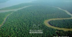 Área Gigante no Amazonas 3.160.365 hectares Investimento em Crédito de Carbono | Tapauá/AM