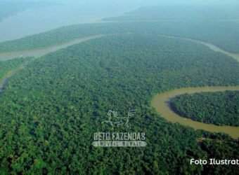 Área Gigante no Amazonas 3.160.365 hectares Investimento em Crédito de Carbono | Tapauá/AM