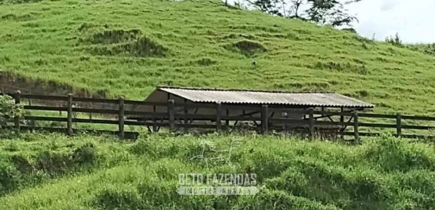 Fazenda à Venda 84 alqueires para Pecuária e Investimento | Silva Jardim/RJ Fazenda à Venda 84 alqueires para Pecuária e Investimento | Silva Jardim/RJ