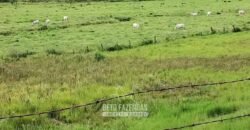 Fazenda à Venda 84 alqueires para Pecuária e Investimento | Silva Jardim/RJ Fazenda à Venda 84 alqueires para Pecuária e Investimento | Silva Jardim/RJ