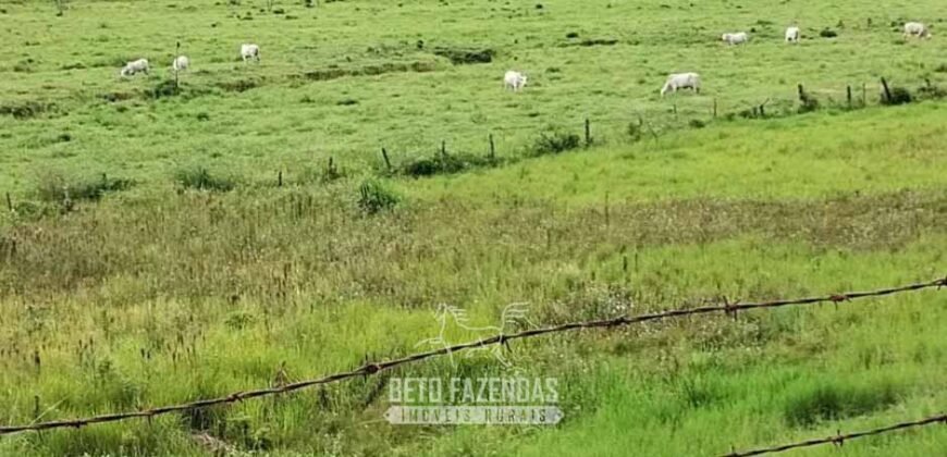 Fazenda à Venda 84 alqueires para Pecuária e Investimento | Silva Jardim/RJ Fazenda à Venda 84 alqueires para Pecuária e Investimento | Silva Jardim/RJ