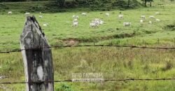 Fazenda à Venda 84 alqueires para Pecuária e Investimento | Silva Jardim/RJ Fazenda à Venda 84 alqueires para Pecuária e Investimento | Silva Jardim/RJ
