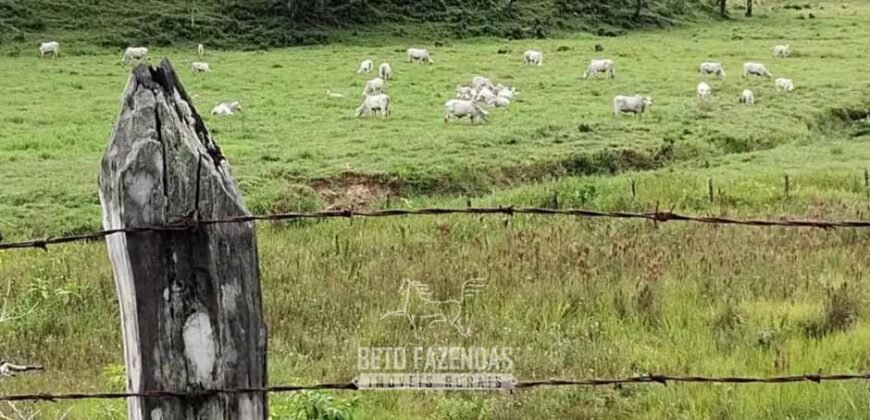 Fazenda à Venda 84 alqueires para Pecuária e Investimento | Silva Jardim/RJ Fazenda à Venda 84 alqueires para Pecuária e Investimento | Silva Jardim/RJ