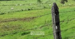 Fazenda à Venda 84 alqueires para Pecuária e Investimento | Silva Jardim/RJ Fazenda à Venda 84 alqueires para Pecuária e Investimento | Silva Jardim/RJ