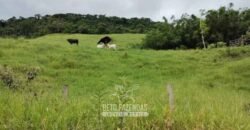 Fazenda à Venda 84 alqueires para Pecuária e Investimento | Silva Jardim/RJ Fazenda à Venda 84 alqueires para Pecuária e Investimento | Silva Jardim/RJ