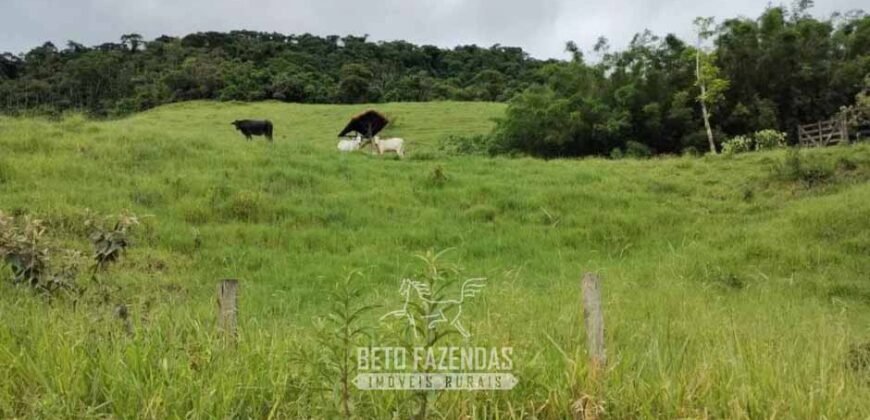 Fazenda à Venda 84 alqueires para Pecuária e Investimento | Silva Jardim/RJ Fazenda à Venda 84 alqueires para Pecuária e Investimento | Silva Jardim/RJ